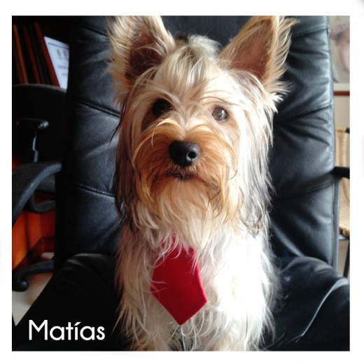 Matías the mafia boss